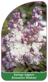 etykieta-szkolkarska-syringa-vulgaris-krasawica-moskwy-standard