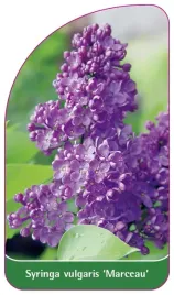etykieta-szkolkarska-syringa-vulgaris-marceau