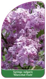 etykieta-szkolkarska-syringa-vulgaris-marechal-foch-standard