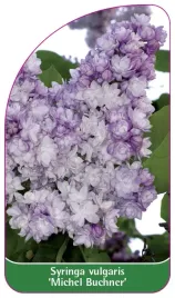 etykieta-szkolkarska-syringa-vulgaris-michel-buchner-standard
