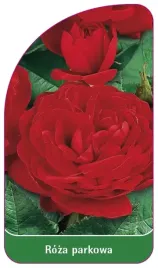 etykieta-szkolkarska-roza-parkowa-411-standard