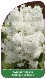 etykieta-szkolkarska-syringa-vulgaris-monique-lemoine-standard