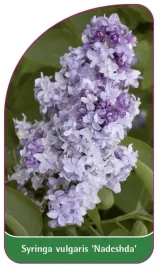 etykieta-szkolkarska-syringa-vulgaris-nadeshda