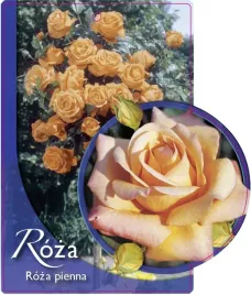 etykieta-szkolkarska-roza-pienna-7-a