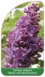 etykieta-szkolkarska-syringa-vulgaris-ruhm-von-horstenstein