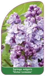 etykieta-szkolkarska-syringa-vulgaris-victor-lemoine