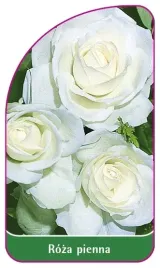 etykieta-szkolkarska-roza-pienna-21-mini