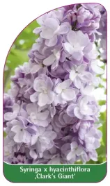 etykieta-szkolkarska-syringa-x-hyacinthiflora-clark-s-giant-standard