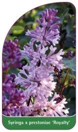 etykieta-szkolkarska-syringa-x-prestoniae-royalty