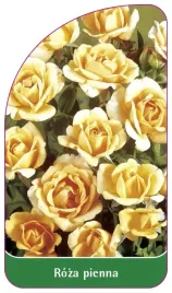 etykieta-szkolkarska-roza-pienna-38