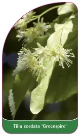 etykieta-szkolkarska-tilia-cordata-greenspire