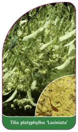 etykieta-szkolkarska-tilia-platyphyllos-laciniata