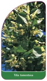 etykieta-szkolkarska-tilia-tomentosa