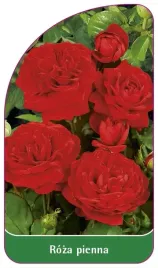 etykieta-szkolkarska-roza-pienna-50