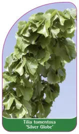 etykieta-szkolkarska-tilia-tomentosa-silver-globe