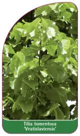etykieta-szkolkarska-tilia-tomentosa-vratislaviensis