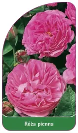 etykieta-szkolkarska-roza-pienna-88