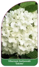 etykieta-szkolkarska-viburnum-burkwoodii-eskimo