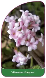 etykieta-szkolkarska-viburnum-fragrans