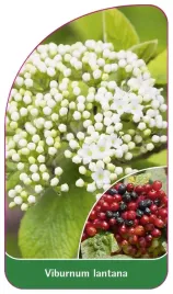 etykieta-szkolkarska-viburnum-lantana