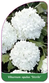 etykieta-szkolkarska-viburnum-opulus-sterlie