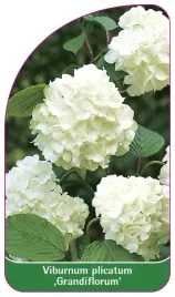 etykieta-szkolkarska-viburnum-plicatum-grandiflorum