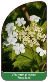 etykieta-szkolkarska-viburnum-plicatum-rowallane