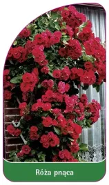 etykieta-szkolkarska-roza-pnaca-312-b-standard