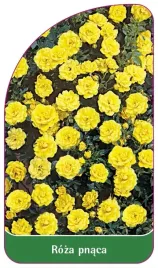 etykieta-szkolkarska-roza-pnaca-313-a-standard