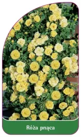 etykieta-szkolkarska-roza-pnaca-313-b-standard