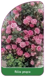 etykieta-szkolkarska-roza-pnaca-314-b-standard