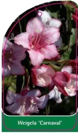 etykieta-szkolkarska-weigela-carnaval