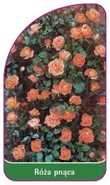 etykieta-szkolkarska-roza-pnaca-315-b-mini