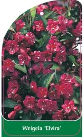 etykieta-szkolkarska-weigela-elvira