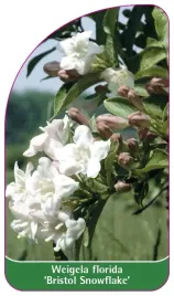 etykieta-szkolkarska-weigela-florida-bristol-snowflake