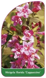 etykieta-szkolkarska-weigela-florida-cappuccino
