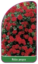 etykieta-szkolkarska-roza-pnaca-319-b-mini