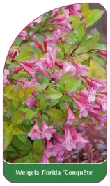 etykieta-szkolkarska-weigela-florida-conquete