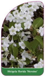 etykieta-szkolkarska-weigela-florida-heroine