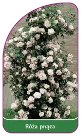 etykieta-szkolkarska-roza-pnaca-326-mini