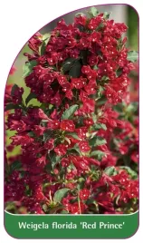 etykieta-szkolkarska-weigela-florida-red-prince-c