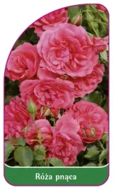 etykieta-szkolkarska-roza-pnaca-331-mini