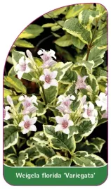 etykieta-szkolkarska-weigela-florida-variegata