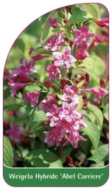 etykieta-szkolkarska-weigela-hybride-abel-carriere