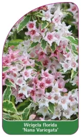 etykieta-szkolkarska-weigela-florida-nana-variegata
