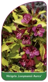 etykieta-szkolkarska-weigela-looymansii-aurea-b