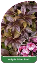 etykieta-szkolkarska-weigela-minor-black