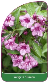 etykieta-szkolkarska-weigela-rumba