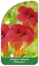 etykieta-szkolkarska-campsis-radicans-flamenco-b