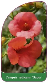 etykieta-szkolkarska-campsis-radicans-gabor-b